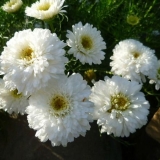 Haljina za mladenku od krizanteme: sadnja i njega, zalijevanje i hranjenje, fotografija